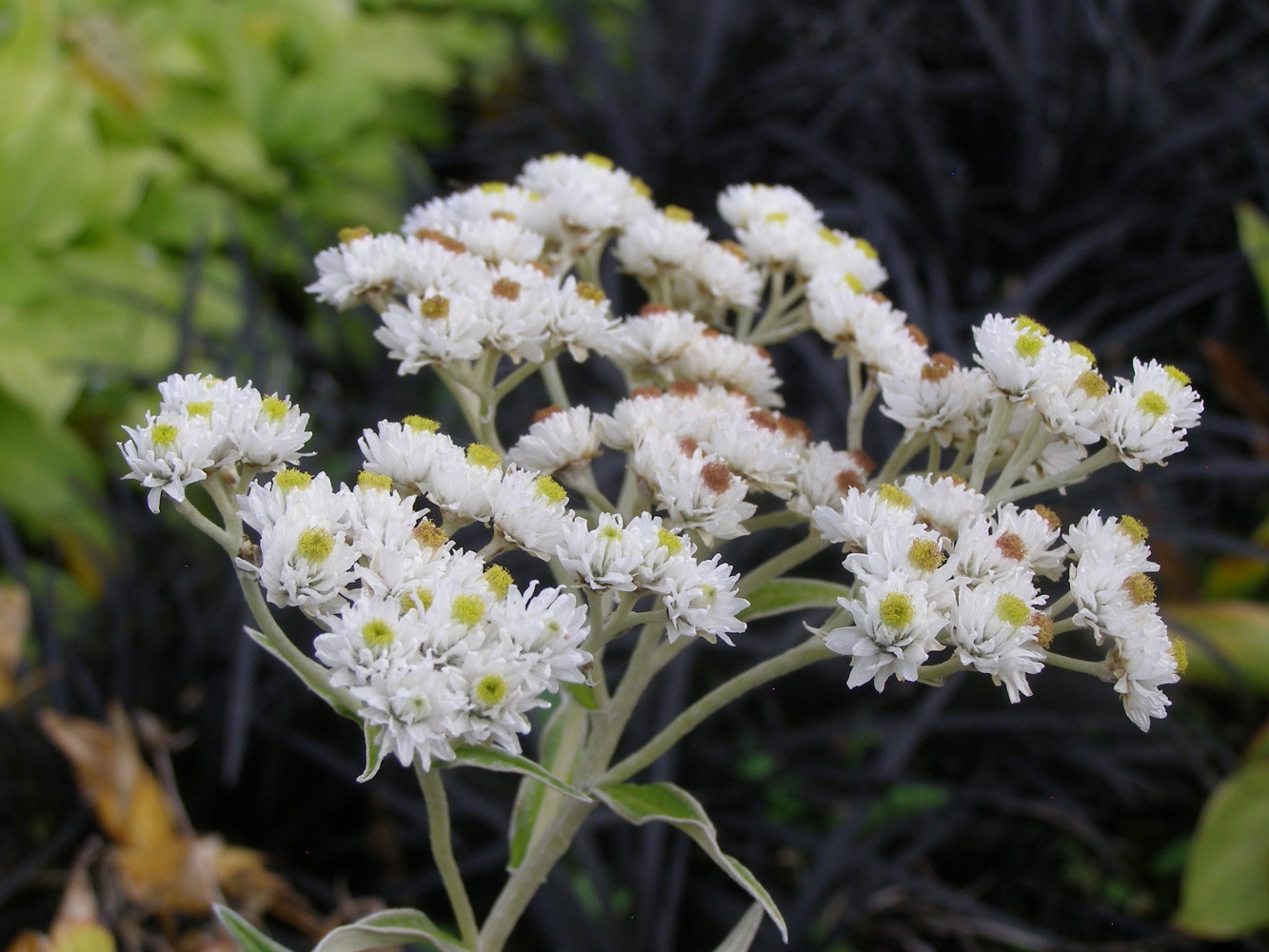 Anaphalis yedoensis